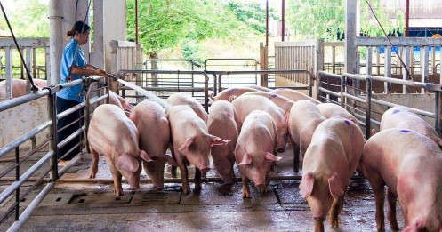 Giá lợn duy trì ở mức thấp, người nuôi thua lỗ?