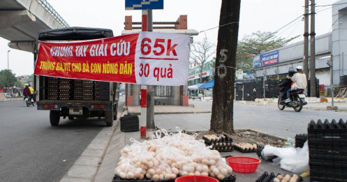 Cần làm rõ nguồn gốc những quả 'trứng gà, vịt giải cứu' ở Hà Nội