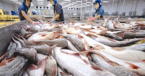 Thủy sản – Xuất khẩu cá tra sang Trung Quốc có dấu hiệu phục hồi từ Q2/2023