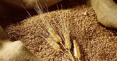 Giá lúa mì lao dốc về thấp hơn trước chiến tranh, nguyên nhân và cơ hội sắp tới?