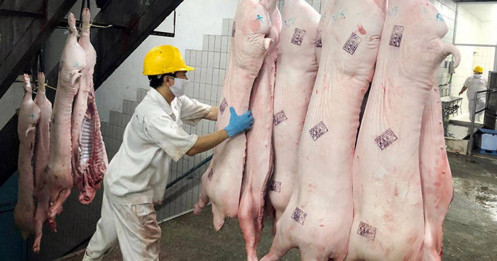 Giá thịt lợn chưa có dấu hiệu hồi phục: Doanh nghiệp và người chăn nuôi cùng "gánh lỗ"