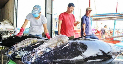 Khánh Hòa: Xuất khẩu cá ngừ "lao dốc" khiến giá thu mua giảm