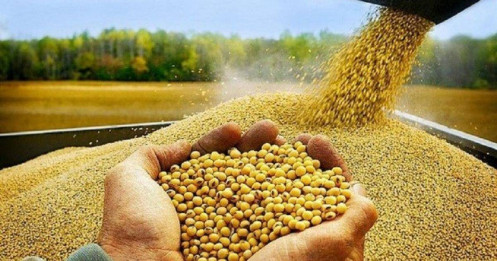 Bộ Tài chính xem xét giảm thuế nhập khẩu khô đậu tương