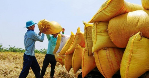 Bộ Công Thương: Giá gạo xuất khẩu Việt Nam vượt Thái Lan, Ấn Độ