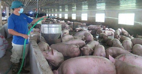 Giá thịt lợn hơi thấp, người chăn nuôi "ngậm đắng nuốt cay"