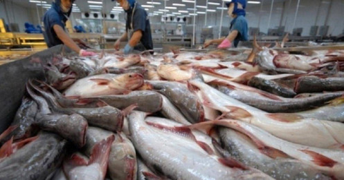 Xuất khẩu cá tra kỳ vọng khởi sắc từ các thị trường lớn