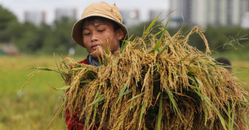 Giá trị xuất khẩu gạo Việt tăng đột biến