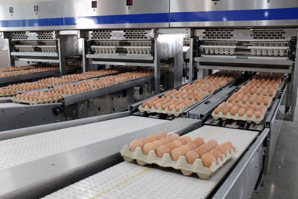 Hòa Phát ký hợp đồng gia công sản phẩm trứng gà sạch vào chuỗi các siêu thị WinMart