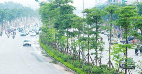 Cận cảnh hàng cây xanh nhập lậu được trồng tại các tuyến phố ở Hà Nội
