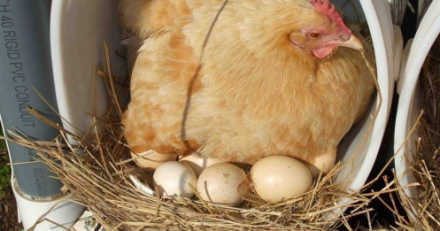 Từ triết lý "mượn gà đẻ trứng", học cách kiếm tiền khôn ngoan của người giàu