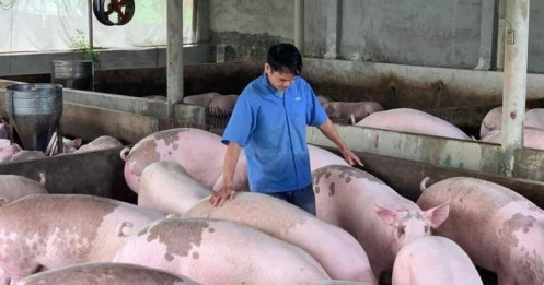 Giá lợn hơi tăng, người nuôi vẫn dè dặt tái đàn
