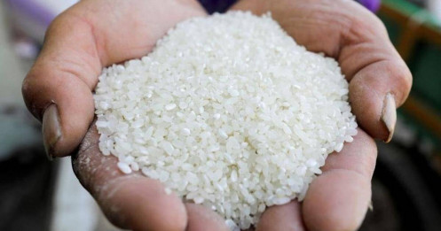 Thế giới đối mặt nguy cơ thiếu gạo nghiêm trọng trong 20 năm qua