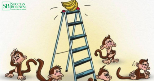 Bài học kinh doanh rút ra từ câu chuyện: bầy khỉ và nải chuối