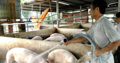 Hiệp hội Chăn nuôi Đồng Nai phản ánh chưa trang trại nào được hỗ trợ lãi suất, NHNN nói gì?