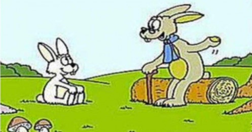 Chuyện thỏ già - thỏ trẻ và bài học đắt giá