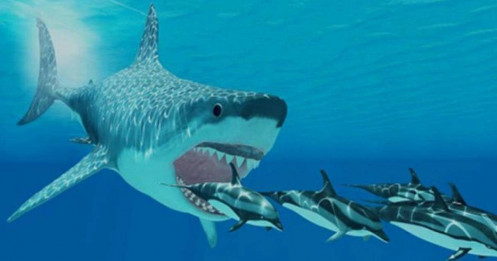 Cá mập chứng khoán Việt Nam săn mồi như thế nào ?