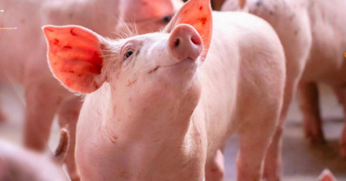 Giá thịt lợn tăng, nên theo dõi DN chăn nuôi nào?