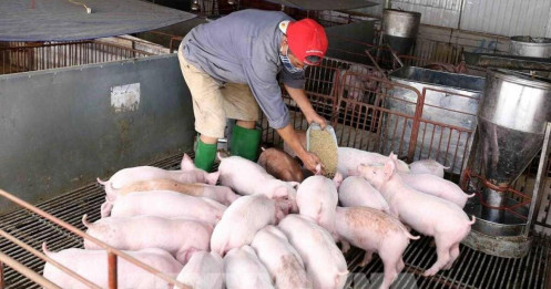 Nhóm ngành chăn nuôi: Giá thịt heo hơi phục hồi - Lợi nhuận đã chạm đáy