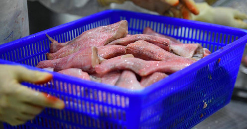 Xuất khẩu thủy sản 'hụt thu' 1,3 tỷ USD, giá tôm cá giảm mạnh