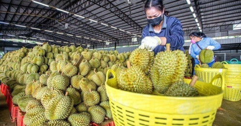 Chỉ trong 1 tháng, Trung Quốc chi tiền gấp 5 để mua rau quả Việt Nam