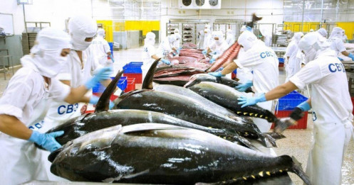 Xuất khẩu cá ngừ sang Israel tăng "phi mã"