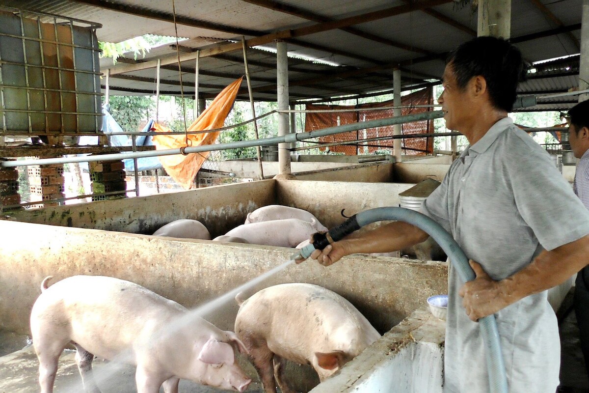Hiệp hội Chăn nuôi Đồng Nai phản ánh chưa trang trại nào được hỗ trợ lãi suất, NHNN nói gì?