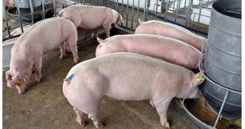 Gía lợn tăng vọt - Cổ phiếu Dabaco tiếp đà tăng giá - Góc nhìn đầu tư