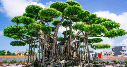 Những cây cảnh đắt nhất Việt Nam, trị giá hàng trăm tỷ khiến dân chơi choáng váng