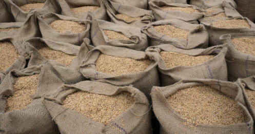 Giá gạo tăng vọt lên mức cao nhất trong 2 năm khi El Nino đe dọa nguồn cung