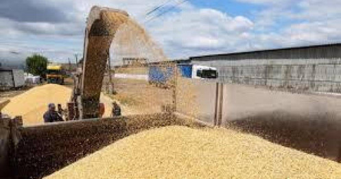 Strategie Grains cắt giảm triển vọng vụ ngũ cốc của EU do thời tiết
