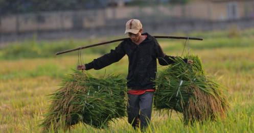 Giá gạo xuất khẩu cao nhất 10 năm