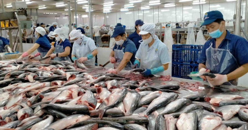 Đà giảm xuất khẩu cá tra chậm lại