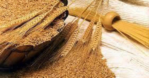 Giá lúa mì sụt giảm tới 4% khi lo ngại về xuất khẩu của Ukraine phần nào được xoa dịu