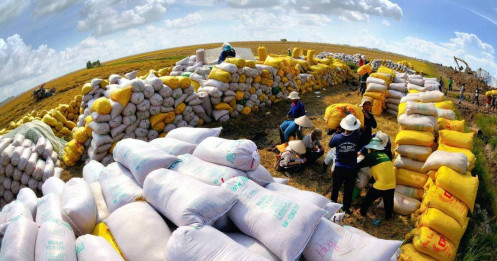 Giá xuất khẩu gạo tiếp tục tăng trong nửa cuối 2023 sẽ là thông tin tích cực đối với các DN ngành gạo?