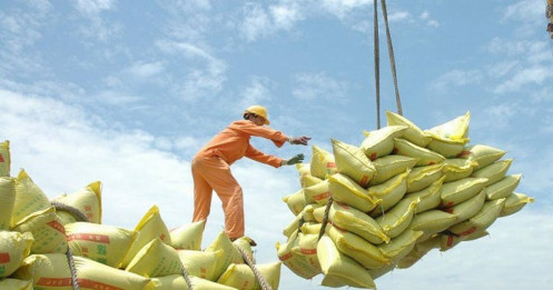 Giá gạo xuất khẩu có thể đạt 1.000 USD/tấn