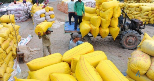 Ấn Độ ngừng xuất khẩu gạo: Doanh nghiệp thận trọng giao dịch