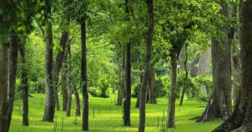 Công viên lớn hàng đầu Hà Nội như khu rừng nguyên sinh giữa thành phố