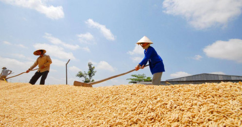 Giá gạo Việt tăng trên 35% so với cùng kỳ?