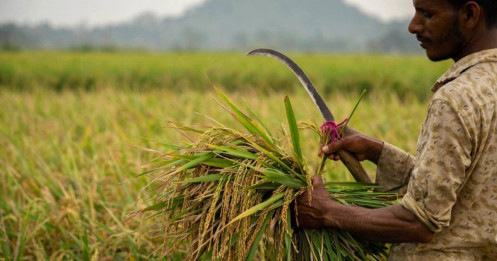 Vì sao Ấn Độ, Nga và UAE lần lượt cấm xuất khẩu gạo?