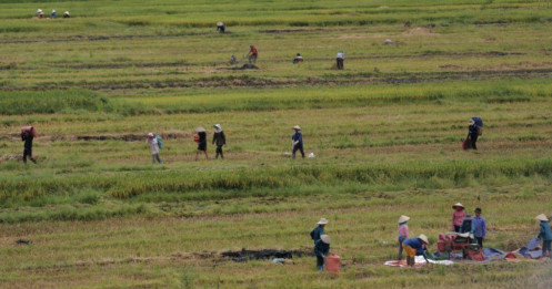 Việt Nam đảm bảo cung cầu gạo thế nào trước nhu cầu xuất khẩu tăng đột biến
