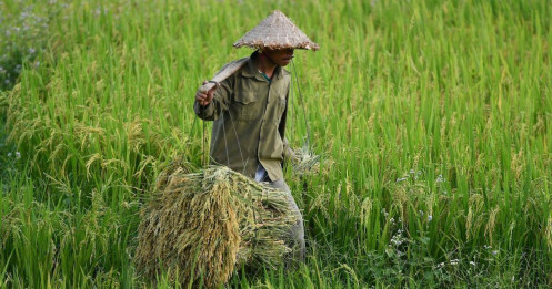 Giá gạo lên đỉnh, Việt Nam cần chớp thời cơ xuất khẩu