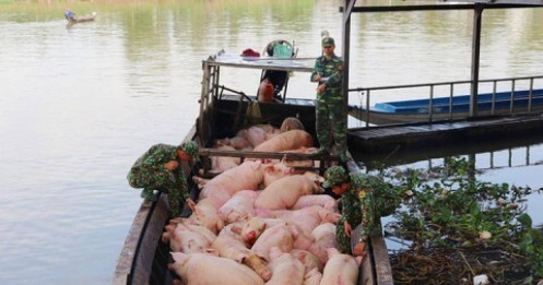Lợn hết đường "tuồn" qua biên giới vào Việt Nam