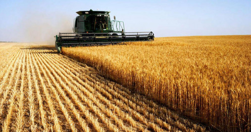 Sản lượng lúa mì mềm năm nay của Pháp dự báo sẽ đạt mức 35,59 triệu tấn