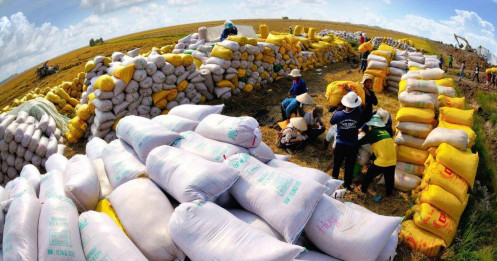 Giá phân bón toàn cầu tăng vọt cùng giá gạo, doanh nghiệp nào hưởng lợi?