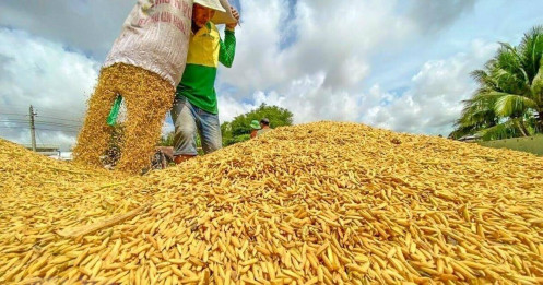 Các nước sản xuất và tiêu thụ gạo ra sao?