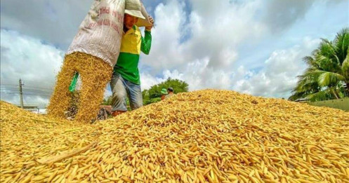 Giá gạo xuất khẩu của Việt Nam cao kỷ lục