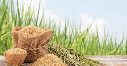 PAN: Hưởng lợi từ giá lúa gạo tăng cao và nhu cầu thuỷ sản hồi phục ở nửa cuối năm