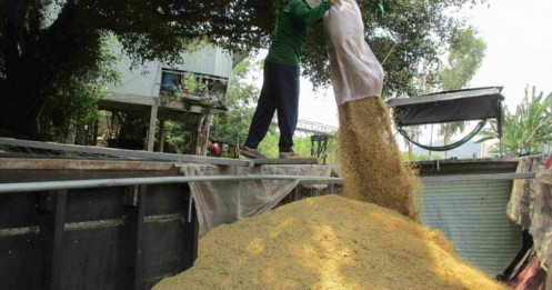 Lo giá gạo tăng ảo, doanh nghiệp không dám ký hợp đồng xuất khẩu