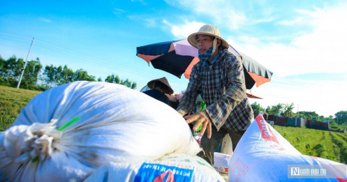 VCCI nêu lý do khiến gạo của Việt Nam trở nên đắt, khó xuất khẩu hơn