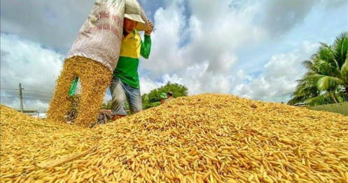 Thực trạng thị trường lúa gạo Việt Nam từ sau ngày 20/07